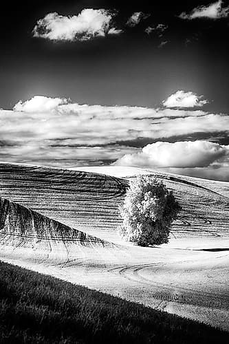 USA-Palouse Country-Washington State-Infrared Palouse fields and lone tree Art Print